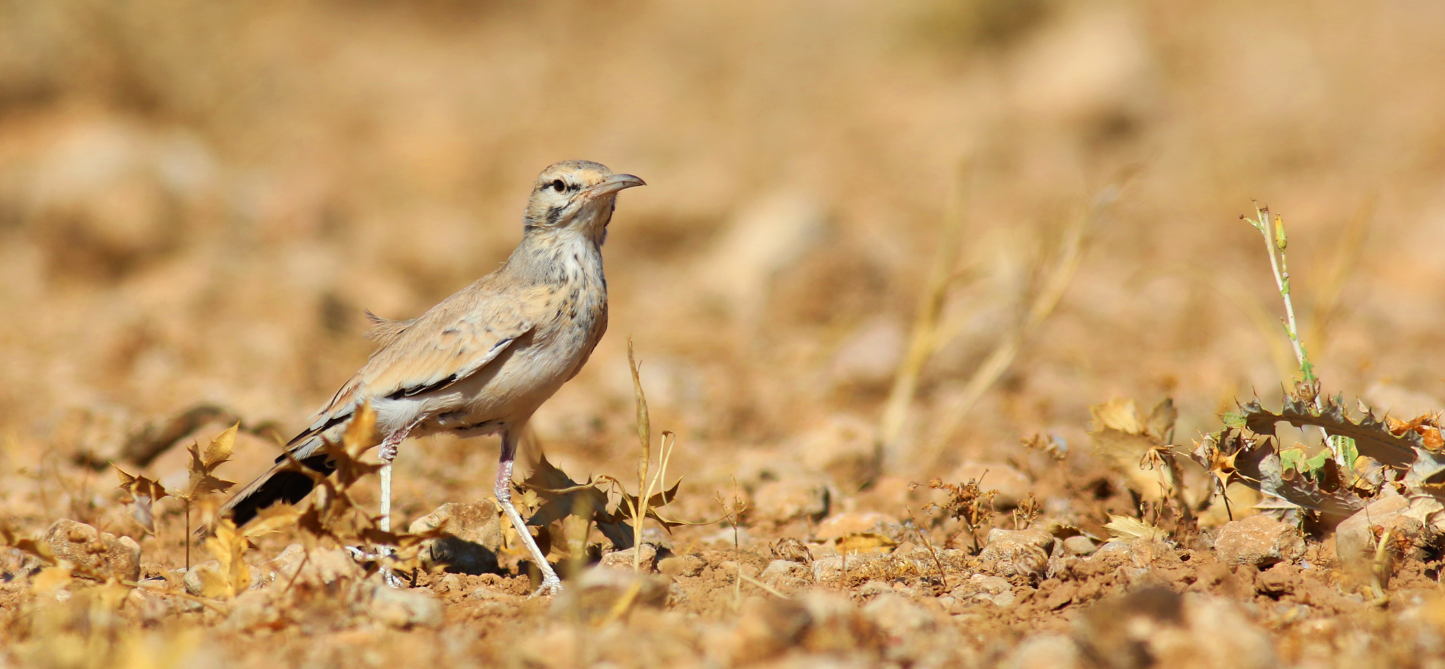 Greater Hoopoe-Lark